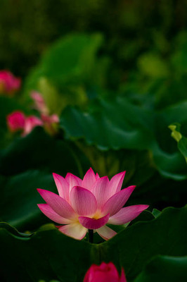 jkfarm lotus,kamal seeds Seed(15 per packet)