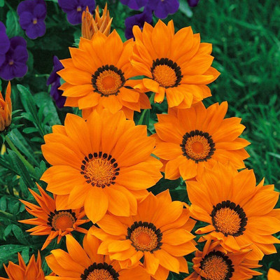 Aywal Gazania Mixed Color Hybrid Seeds - Garden Flower Seed(100 per packet)