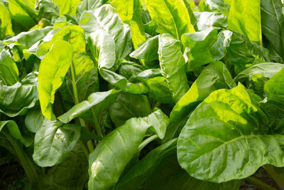 AFARTIOBINA 57 PCS SPINACH SEEDS Seed(57 per packet)
