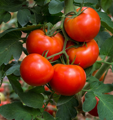 DIVINE tomato Seed(55 per packet)