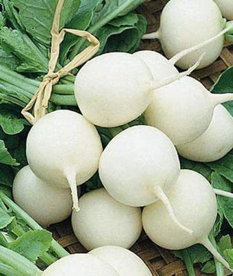 CYBEXIS VVI-72 - Hailstone Radish - (2250 Seeds) Seed(2250 per packet)