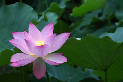 THH lotus,kamal gatta Seed(14 per packet)