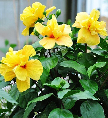 Kapebonavista Kapebonavista Hibiscus rosa-sinensis Koenig Flowers live plant Seed(1 per packet)
