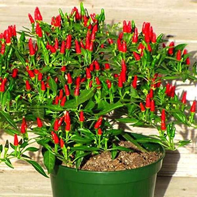KNESSiN Bird Chilli -Red Seeds Semi-Shrubby Seed(200 per packet)