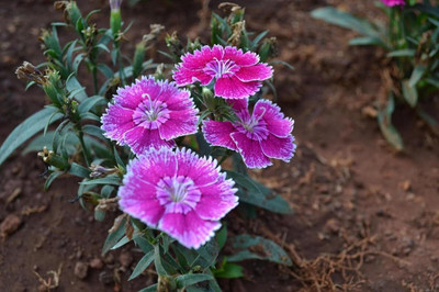 Lorvox Sweet William Mix F1 Hybrid Flower Seed(70 per packet)