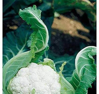WILLVINE PAU -XI Hybrid Cauliflower Tetris, quality Seed[50g, 15000 Seeds] Seed(15000 per packet)