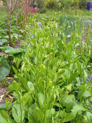 CYBEXIS TLX-7 - Mustard Greens Old Fashioned - (2250 Seeds) Seed(2250 per packet)