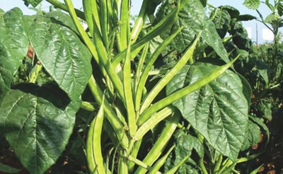 Quentova Cluster Beans-5V-PUA Seed(50 per packet)