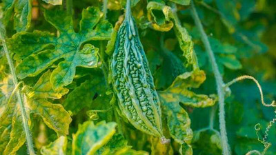 XOLDAA F1 BEST QUALITY BITTER GOURD SEEDS Seed(14 per packet)