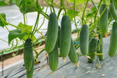 Arshiayat Cucumber F-1 Hybrid Seed(8 per packet)