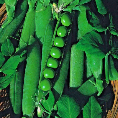 CYBEXIS Seeds of Vegetable Pea Early Onward400 Seeds Seed(400 per packet)
