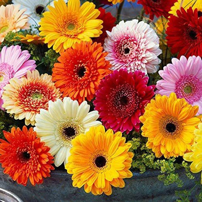 CYBEXIS African Chrysanthemum Seeds Seed(25 per packet)