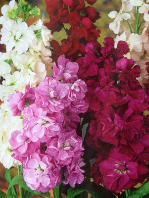 LPR STOCK Seed(20 per packet)