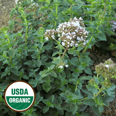 CYBEXIS XL-97 - Italian Oregano - Wild Marjoram - (1350 Seeds) Seed(1350 per packet)