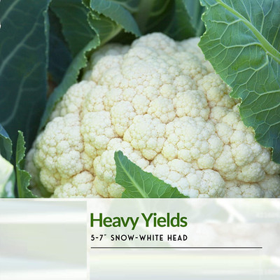 VibeX ® VMR-258 F1 Hybrid Cauliflower High yielding seeds Seed(200 per packet)
