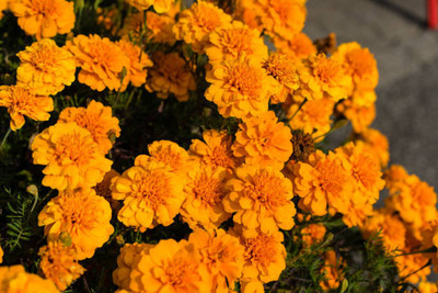 GREENELAND marigold/gende ka phool flower seeds Seed(25 per packet)