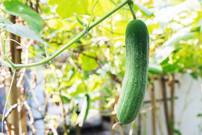Kodali 18 Pcs - Cucumber Seed Seed(18 per packet)
