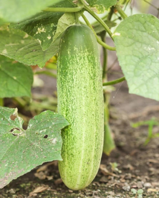 LBS FARMING Kheera seed . Cucumber vagitable seed (50 per packet) Seed(50 per packet)