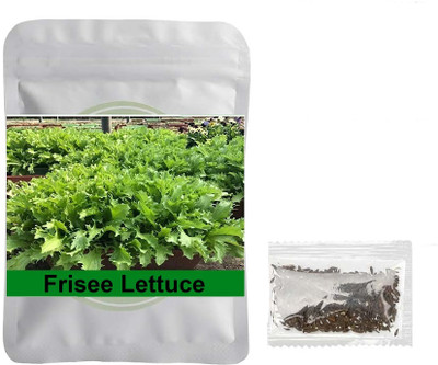 Quentova Frisee Lettuce 0.5gm Seed(400 per packet)