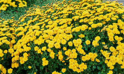 Desi Nushke marigold,gende ka phool seeds Seed(21 per packet)