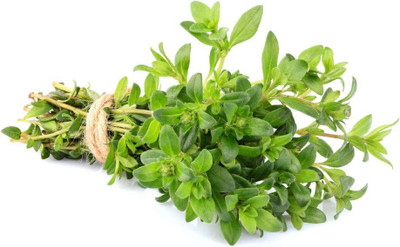 VibeX HUA-14 - Thyme Common - (150 Seeds) Seed(150 per packet)