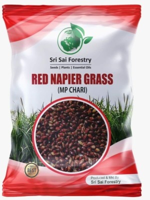 SRI SAI FORESTRY RED NAPIER GRASS SEEDS FOR CATTLE GRASS Seed(1000 per packet)