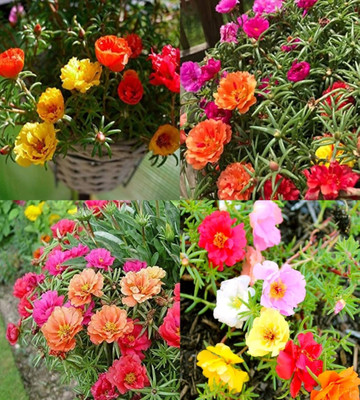 ibains 9 o clock flower plant seeds bij Seed(83 per packet)