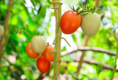 SRK Shree Radha Krishna tomato Seed(25 per packet)