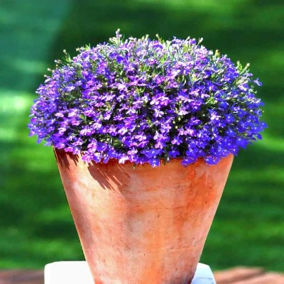 Qualtivate XXX-8A Mother of Creeping Thyme Seeds Seed(50 per packet)