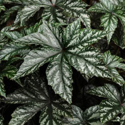 CYBEXIS ATS-50 - Begonia - Gryphon - (270 Seeds) Seed(270 per packet)