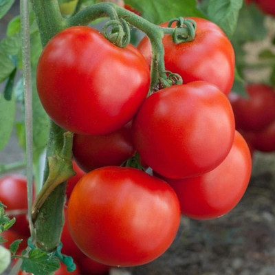 LPR tomato,tamatar Seed(300 per packet)