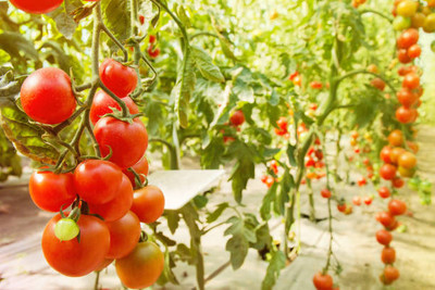Pihu tomato Seed(135 per packet)