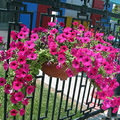 BDSresolve Petunia flower seeds hybrid PACK OF 58 Seed(58 per packet)