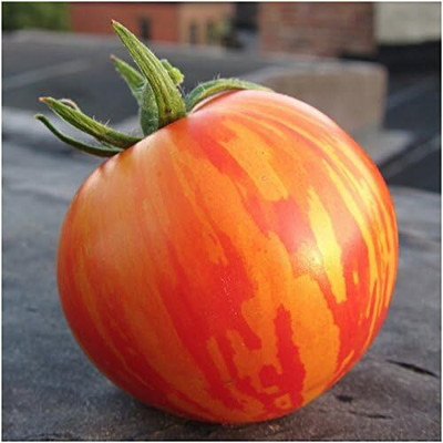 Qualtivate RES-9A Red Zebra Tomato Seed(300 per packet)