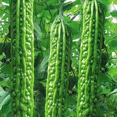 CYBEXIS LXI-39 - Green Balsam Pear Bitter Melon - (100 Seeds) Seed(100 per packet)