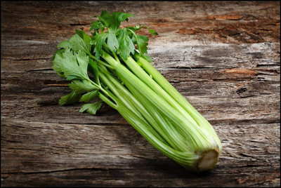 CYBEXIS ATS-67 - Celery Tall Utah - (750 Seeds) Seed(750 per packet)
