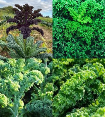 ibains Cabbage leaf seed bij 18 Seed(18 per packet)