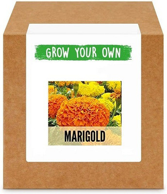 CYBEXIS Marigold400 Seeds Seed(400 per packet)