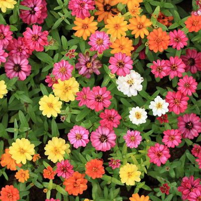 CYBEXIS TLX-24 - Zinnia Flower Garden - Profusion Series - Seven Color Mix (270 Seeds) Seed(270 per packet)