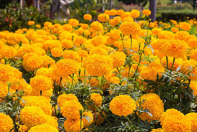 Behuria Agro Farm marigold/gende ka phool flower seeds Seed(50 per packet)