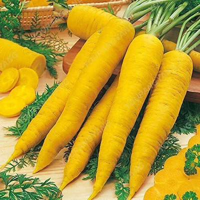 WILLVINE Carrot - Early Nantes 2-Seeds-[2000 Seeds] Seed(2000 per packet)