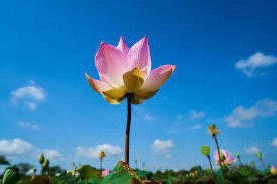 CARIBBEAN LOTUS SEEDS Seed(15 per packet)