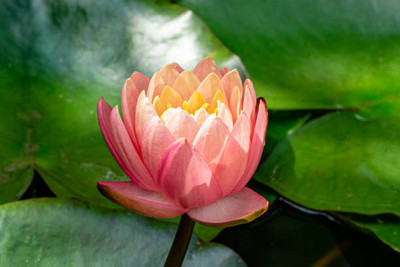 iyurvadik lotus,kamal gatta Seed(11 per packet)