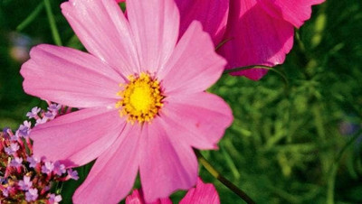 ZIXA Cosmos bipinnatus Pink Seed(20 per packet)