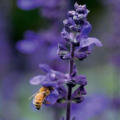 VibeX ® LXI-286 Big Blue Salvia Sage Flower Seeds Seed(200 per packet)