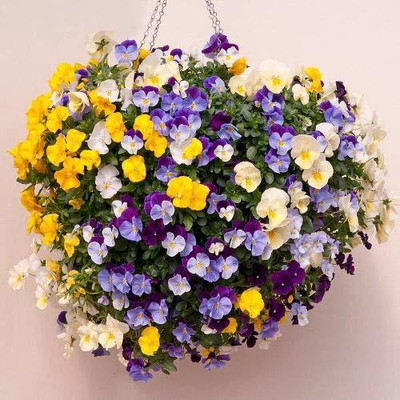 CYBEXIS Hybrid Pansy Viola Mixed Flower Seeds Seed(50 per packet)