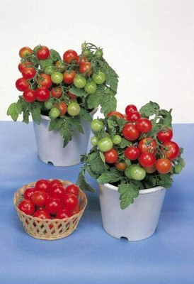 CYBEXIS Seeds of Vegetable Tomato Red Robin1000 Seeds Seed(1000 per packet)