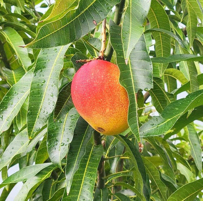 ibains Sweet mango tree seeds Seed(1 per packet)