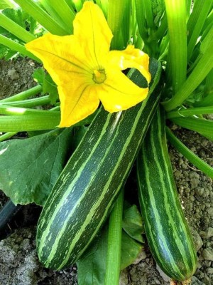 VibeX GBPUT-78 - Cocozelle Zucchini Summer Squash - (225 Seeds) Seed(225 per packet)