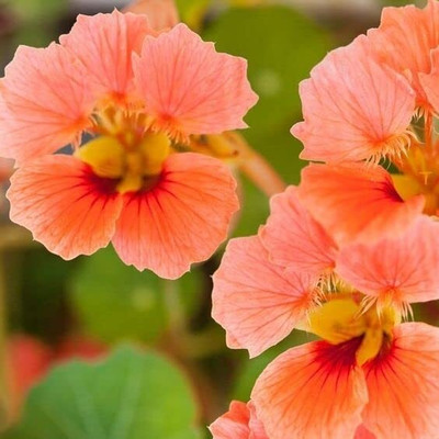 Aywal Nasturtium Dwarf Single Mixed Flower Seed(37 per packet)